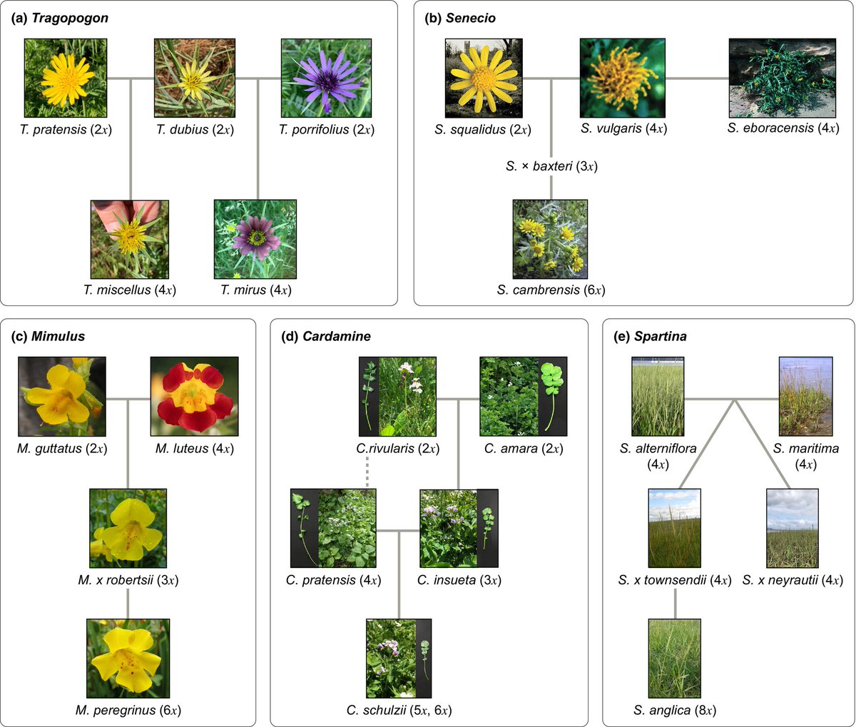 New Phytologist (@newphyt) on Twitter photo #TansleyReview Natural #neopolyploids: a stimulus for novel research
Edger et al. <a href="/ProteinUniverse/">Patrick P. Edger</a> <a href="/soltislab/">Soltis Lab @UF</a> <a href="/nicrodemo/">Mario Vallejo-Marin</a> <a href="/kkshimizu1/">Kentaro K. Shimizu 清水健太郎</a>
📖 nph.onlinelibrary.wiley.com/doi/10.1111/np… #TansleyReview Natural #neopolyploids: a stimulus for novel research
Edger et al. <a href="/ProteinUniverse/">Patrick P. Edger</a> <a href="/soltislab/">Soltis Lab @UF</a> <a href="/nicrodemo/">Mario Vallejo-Marin</a> <a href="/kkshimizu1/">Kentaro K. Shimizu 清水健太郎</a>
📖 nph.onlinelibrary.wiley.com/doi/10.1111/np…