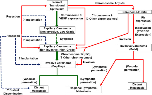 Honored to be mentioned by my mentor Prof. Vinata Lokeshwar in her great article on: "Natural history of bladder cancer: Validation of the multiple pathway ..." <a href="/OncoAlert/">OncoAlert</a> <a href="/Uroweb/">European Association of Urology (EAU)</a> <a href="/UKSH_KI_HL/">Universitätsklinikum Schleswig-Holstein</a>  sciencedirect.com/science/articl…