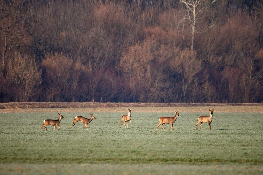 zagrebcounty's tweet photo. Naš fotograf 📸 Josip Škof u blizini Rugvice, u Preseki Oborovskoj ulovio je prekrasne trenutke ovih plahih šumskih stanovnika! 😍🦌

#nature #priroda #zagrebačkažupanija #hrvatska #croatia #visitzagrebcounty https://t.co/9ZSgZzHjy7