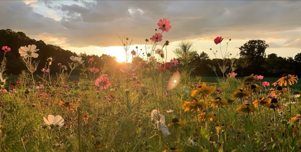thingsofbeau's tweet image. Sun-kissed petals