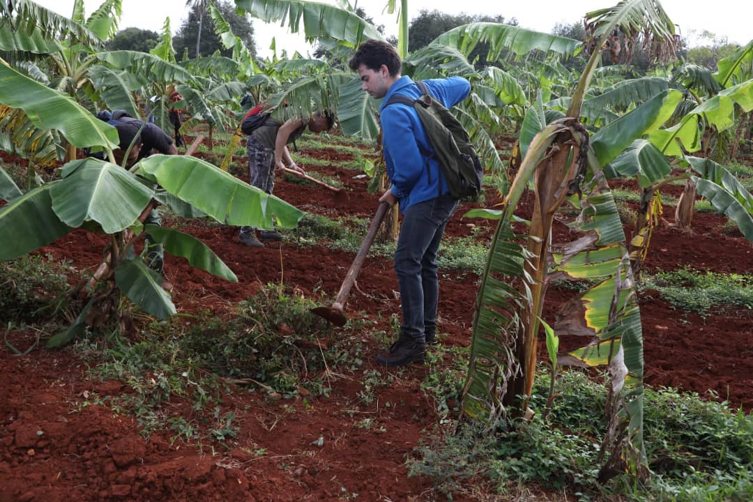 Desde horas tempranas decenas de personas llegan a la UEB "Los tamarindos". En una jornada de trabajo voluntario, aportan sus energías y fuerzas a la producción de alimentos.  #GenteQueSuma
