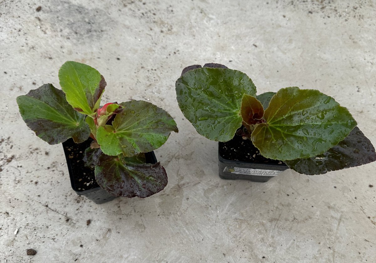 TECC-West Horticulture (@teccw_hort) on Twitter photo Genetic Variation 101: below is our Begonia Big Whopper Red, used for landscaping purposes. As we grow these out, we spotted one slightly different in coloration, becoming ‘chunky’ in the color block. We will continue to isolate the gene to further grow out this rarity! <a href="/lisdcte/">Career & Technical Education Lewisville ISD</a> Genetic Variation 101: below is our Begonia Big Whopper Red, used for landscaping purposes. As we grow these out, we spotted one slightly different in coloration, becoming ‘chunky’ in the color block. We will continue to isolate the gene to further grow out this rarity! <a href="/lisdcte/">Career & Technical Education Lewisville ISD</a>