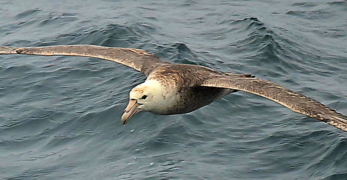 Mark Stratton (@markofdartmoor) on Twitter photo Southern giant petrel. Bad reputation for harassing penguins but one of the finest flyers on earth. This one was trailing our vessel for hours <a href="/polarlatitudes/">Polar Latitudes</a> <a href="/audleytravel/">Audley Travel</a> Southern giant petrel. Bad reputation for harassing penguins but one of the finest flyers on earth. This one was trailing our vessel for hours <a href="/polarlatitudes/">Polar Latitudes</a> <a href="/audleytravel/">Audley Travel</a>
