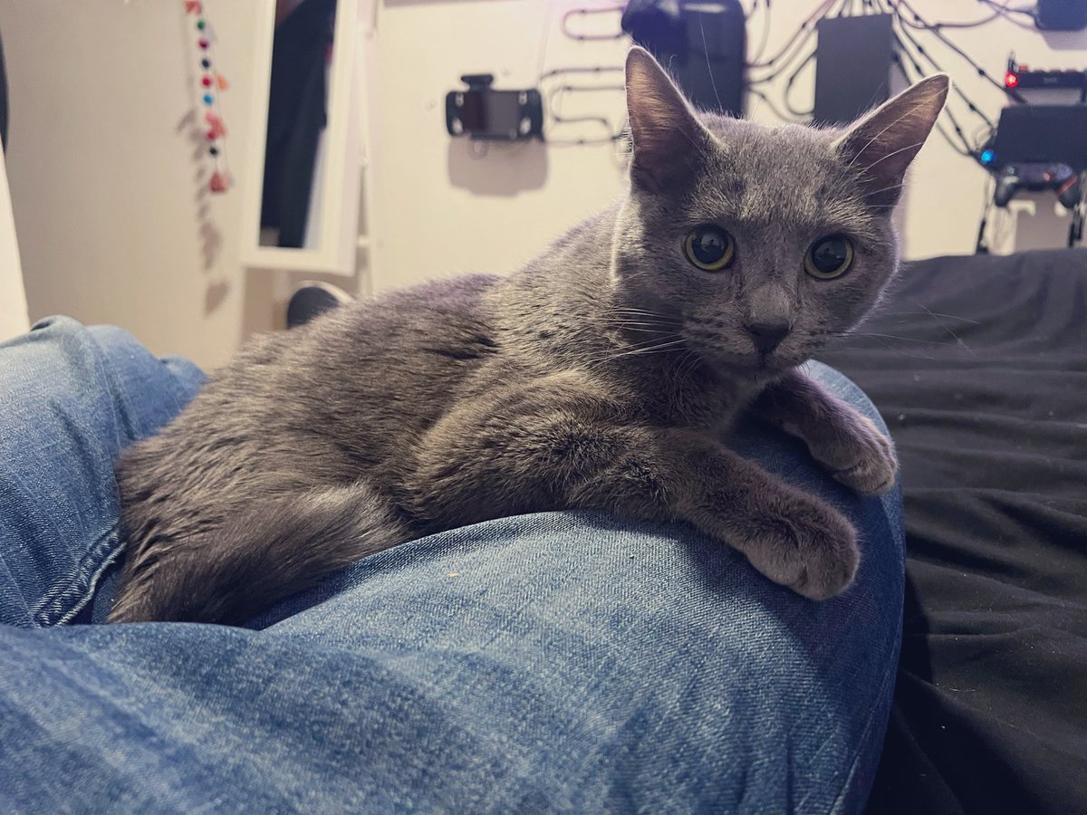__riC's tweet photo. This little fella. #kittensofworld #Caturday https://t.co/TrQ8iIeqKh