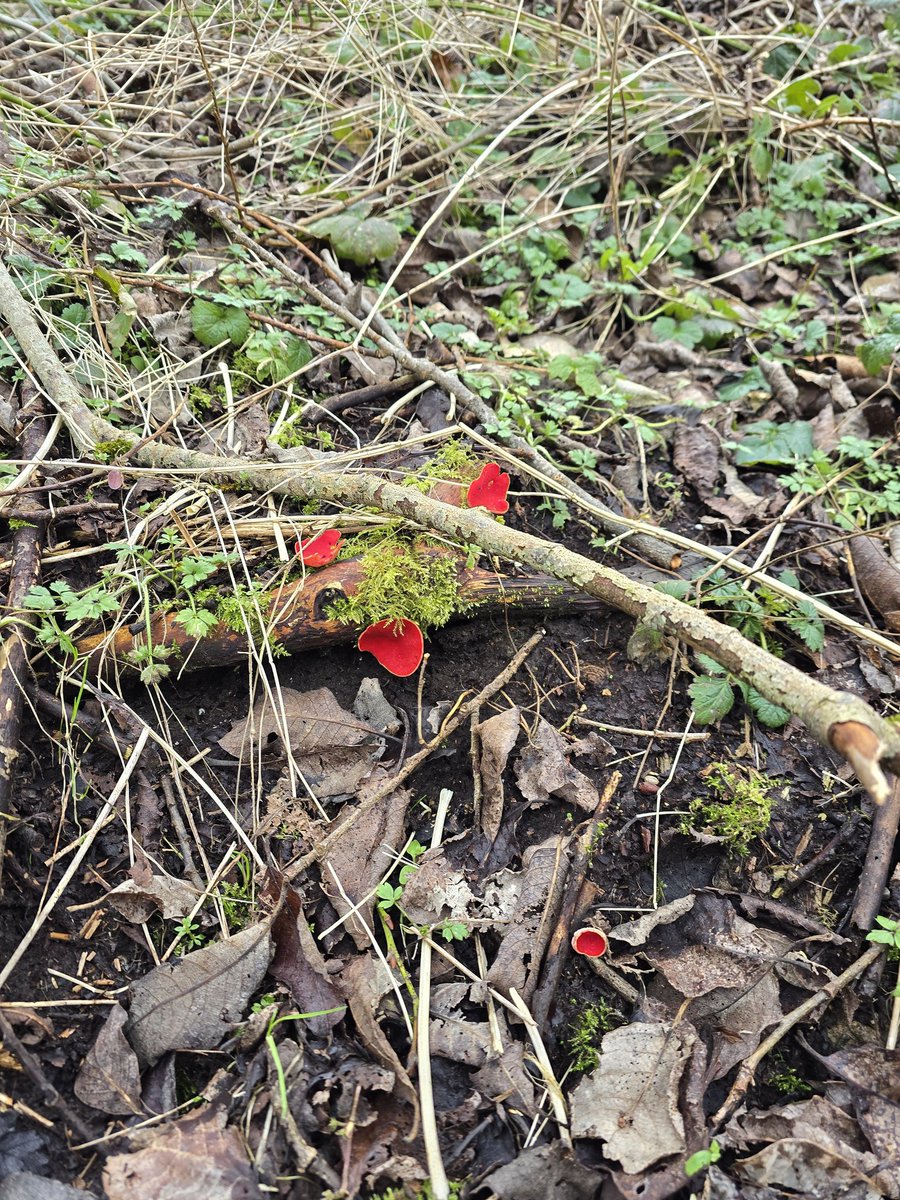 BelstaneBurn's tweet photo. A few spots in nature.....it is waking up #excitedforspring #nature #fungi #primroses @GetOutdoorsLan https://t.co/pNmEkncHcO