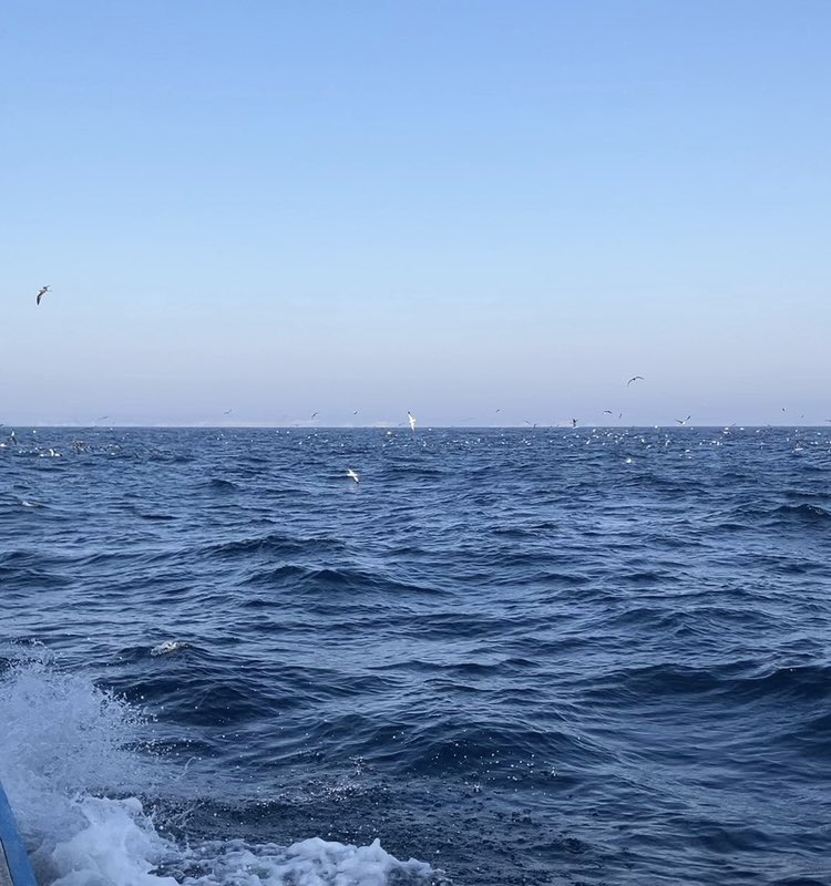 APPLAUD0030's tweet photo. 外房☆ワラサ☆若栄丸！水温上がらず潮流れずで苦戦でしたが、状況変わればメタボワラサ期待大です‼︎
#PR #若栄丸 #外房 #大原港 #ジギング #サンヨーナイロン #APPLAUD #アプロード #tailwalk #テイルウォーク #爆釣ジグ #EDUCE #エデュース #釣り #釣り好きな人と繋がりたい https://t.co/GbIvy9Eons