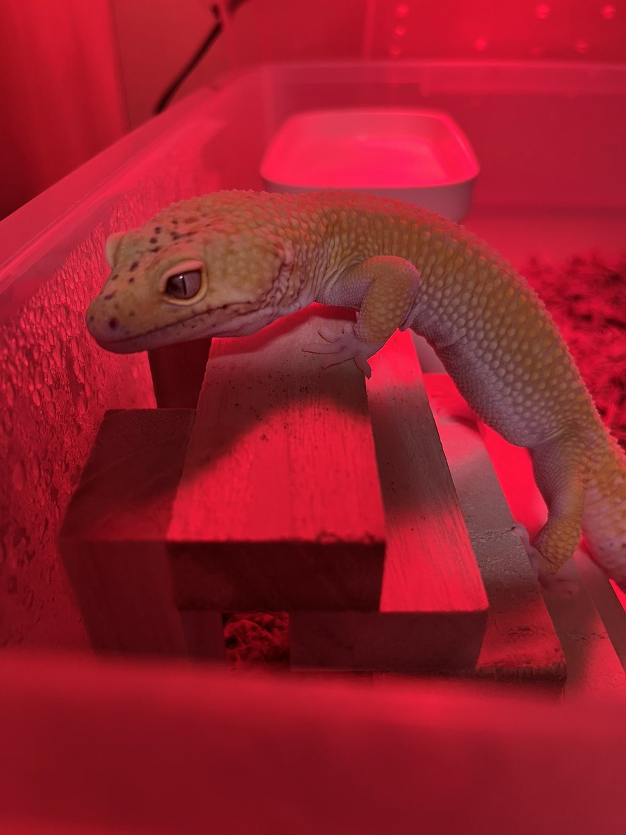 だいぶ暖かくなって来たから、パネルだけで、暖かライト💡もう良いかなー💦
#レオパードゲッコー
#ヒョウモントカゲモドキ