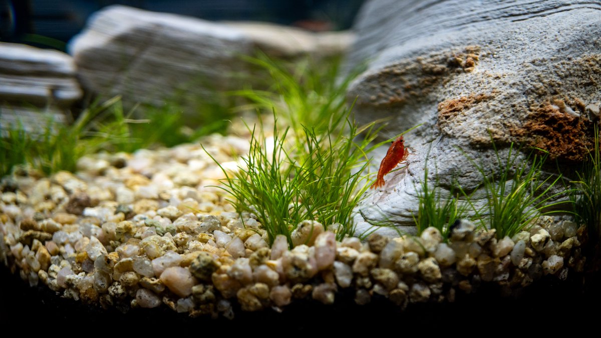 vivarium79info's tweet image. おかげさまで３万再生🎉
新ペルコだけじゃなく既存ペルコユーザーも必見の動画になっています
今後ペルコのすんげーーーーーカスタマイズ紹介も予定してますので良かったらチャンネル登録して待っててください！
youtu.be/Y3UKHcQV-Og
#GEX #Perco #ペルコ