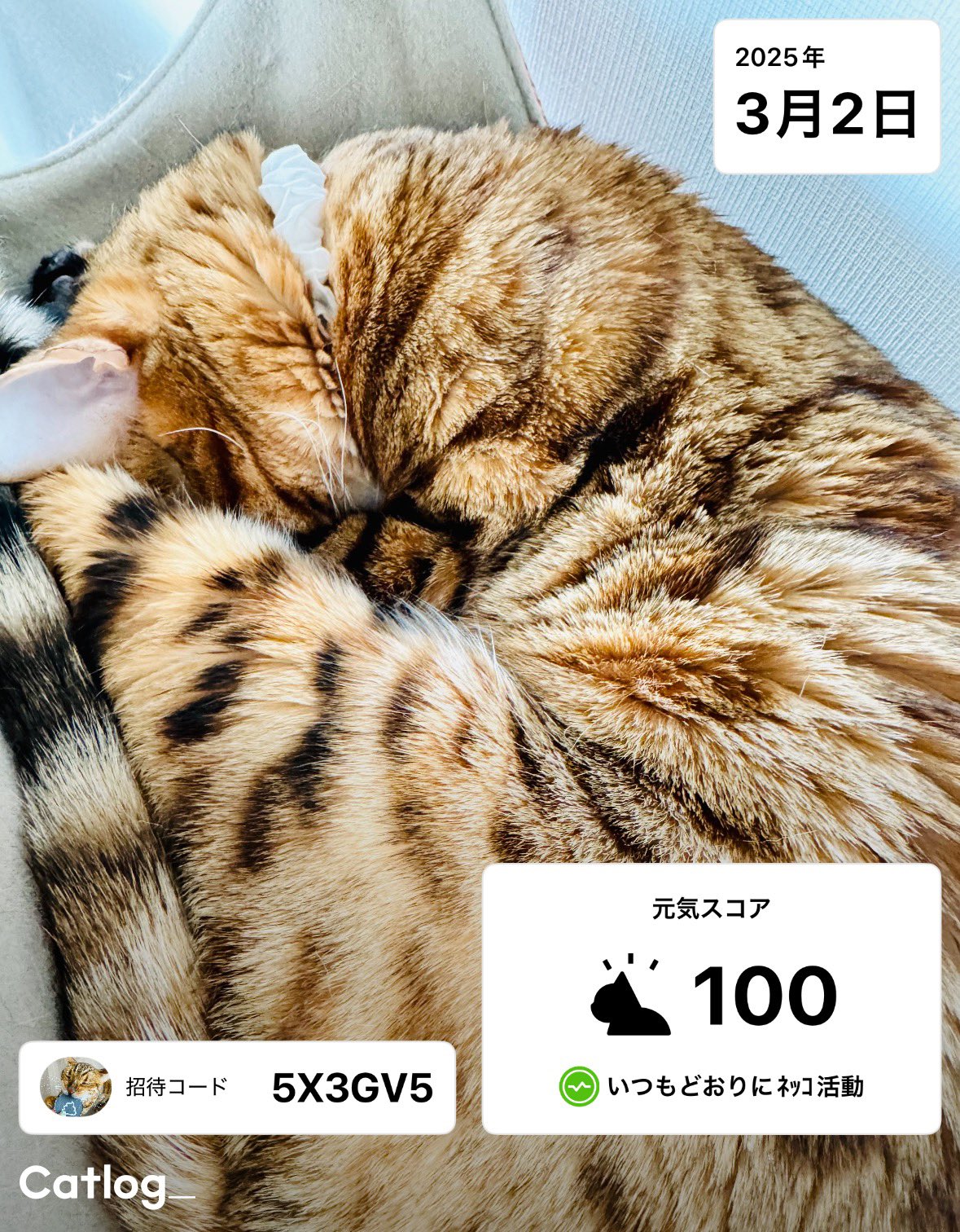 Catlog（キャトログ） (@Catlog_RABO) / X