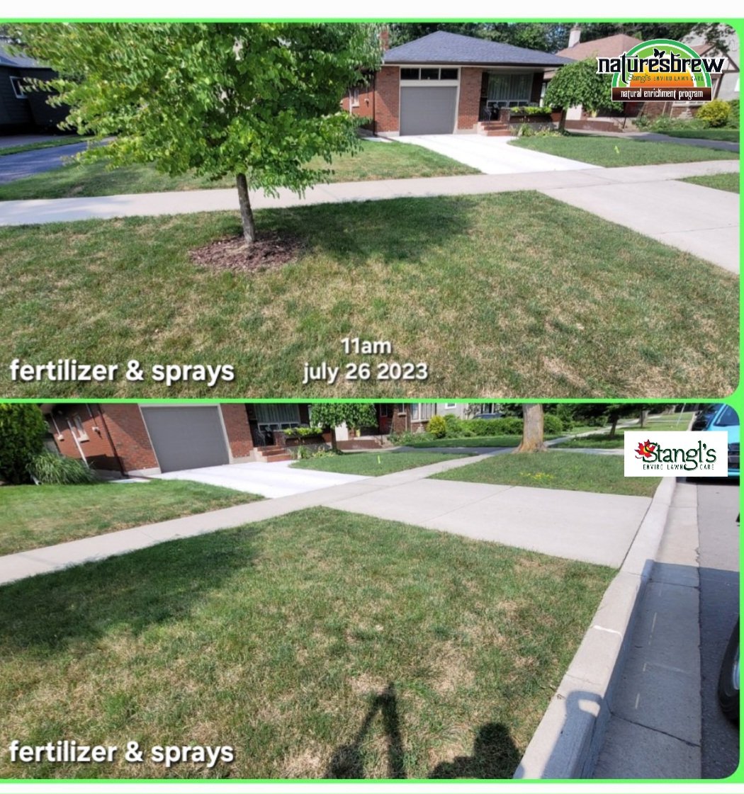 Check this—left lawn, sprays and fertilizer, brown dead spots, no water, July 26, 2023. My lawn (right), Nature’s Brew since ‘22, greener, no water—proof it works. At Stangl’s, 44 years in St. Catharines, we don’t use those fertilizer n spray programs. No nasty poisons, no