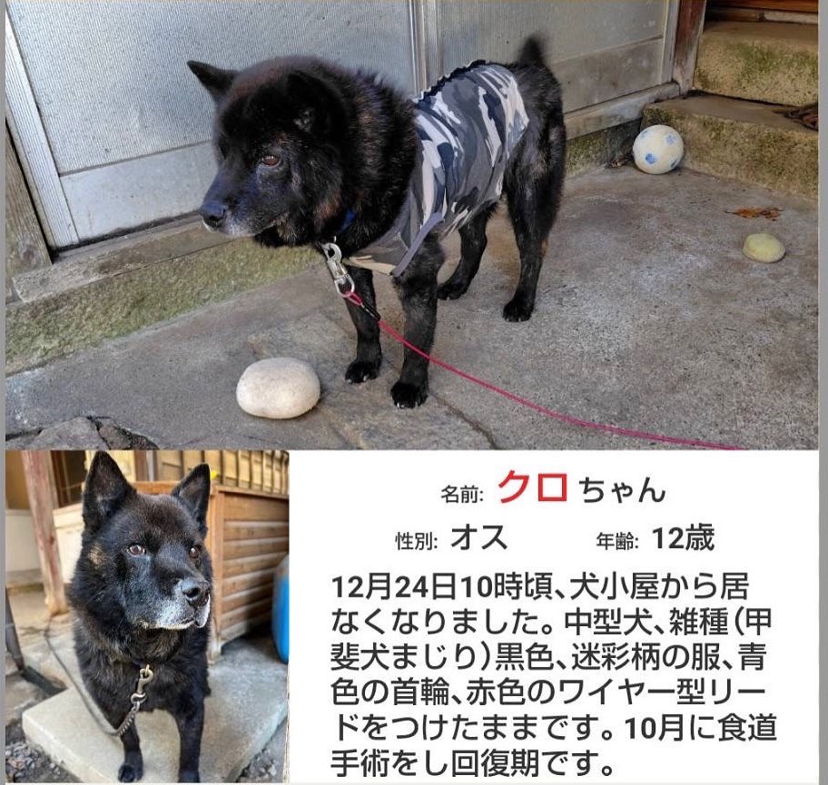 滋賀県で迷子になったクロちゃんを探しています。皆様沢山の拡散、ご協力本当にありがとうございます！！🙇‍♂️💦引き続きご協力お願い致します🙇‍♂️目撃情報や保護されている方はご連絡お願い致します！
 #犬 #愛犬 #迷子犬 #甲斐犬 #滋賀県 #拡散希望RTお願い致します