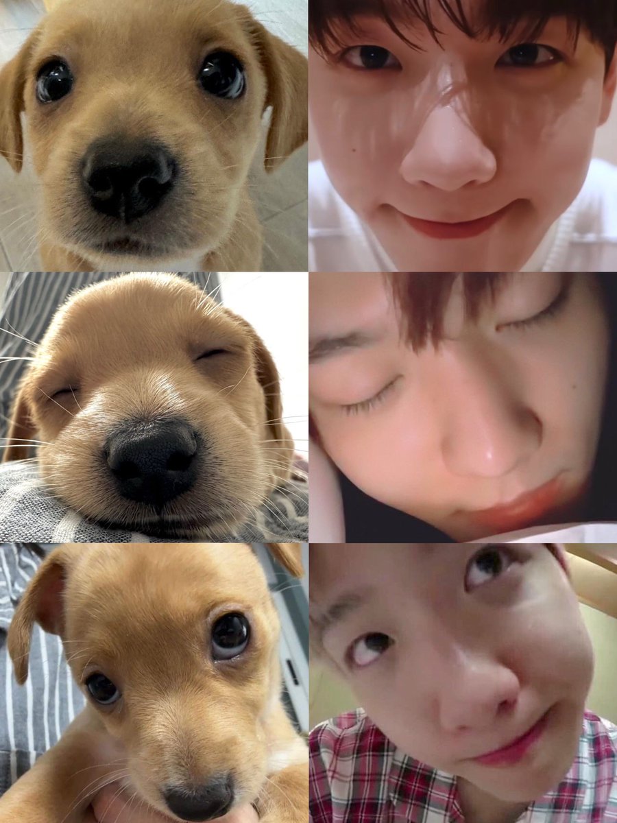 Baekbelac4's tweet photo. 강아지 https://t.co/8AQuNulv4h