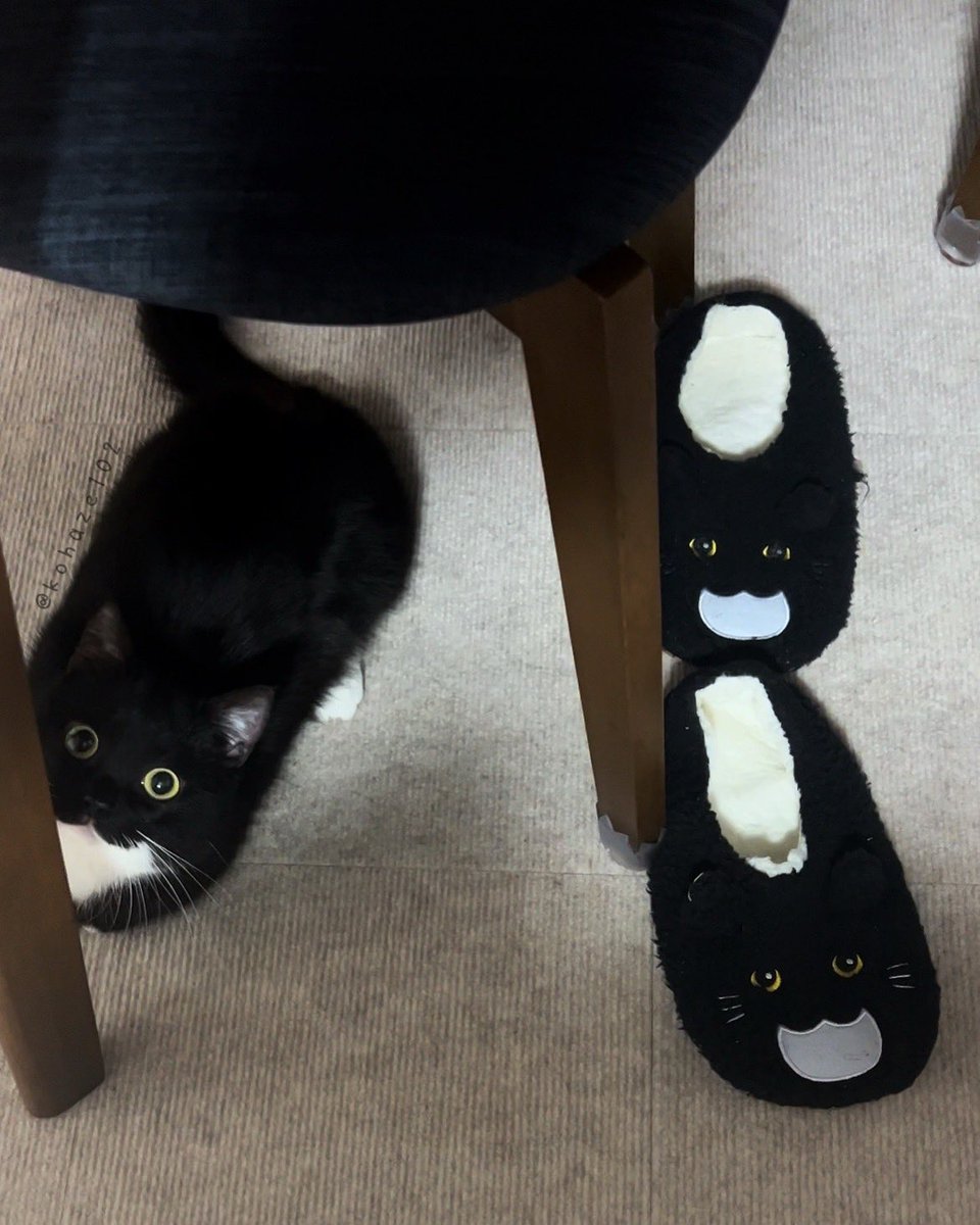 kohaze102's tweet image. スリッパが1.5足…？