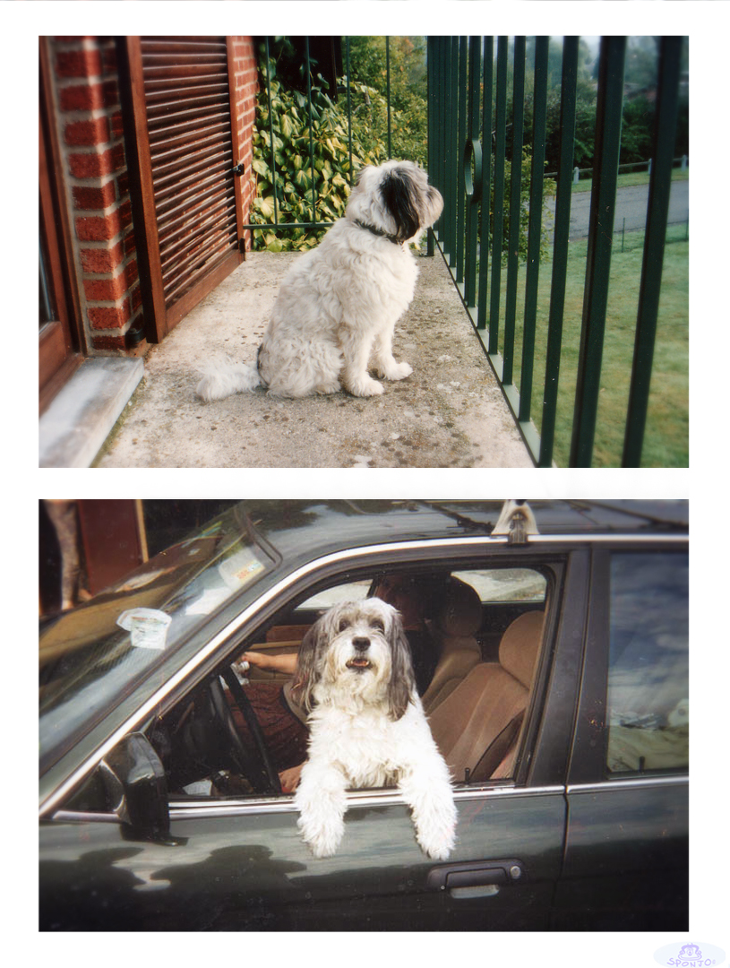 CMVAHeymans's tweet image. My wonderful first dog Pouf was born 40 years ago.  He passed away when he was 20 years old ( March the 1st 1985 - March the 21st 2005).  #sponjo #dog #pomapoo #chien #amour