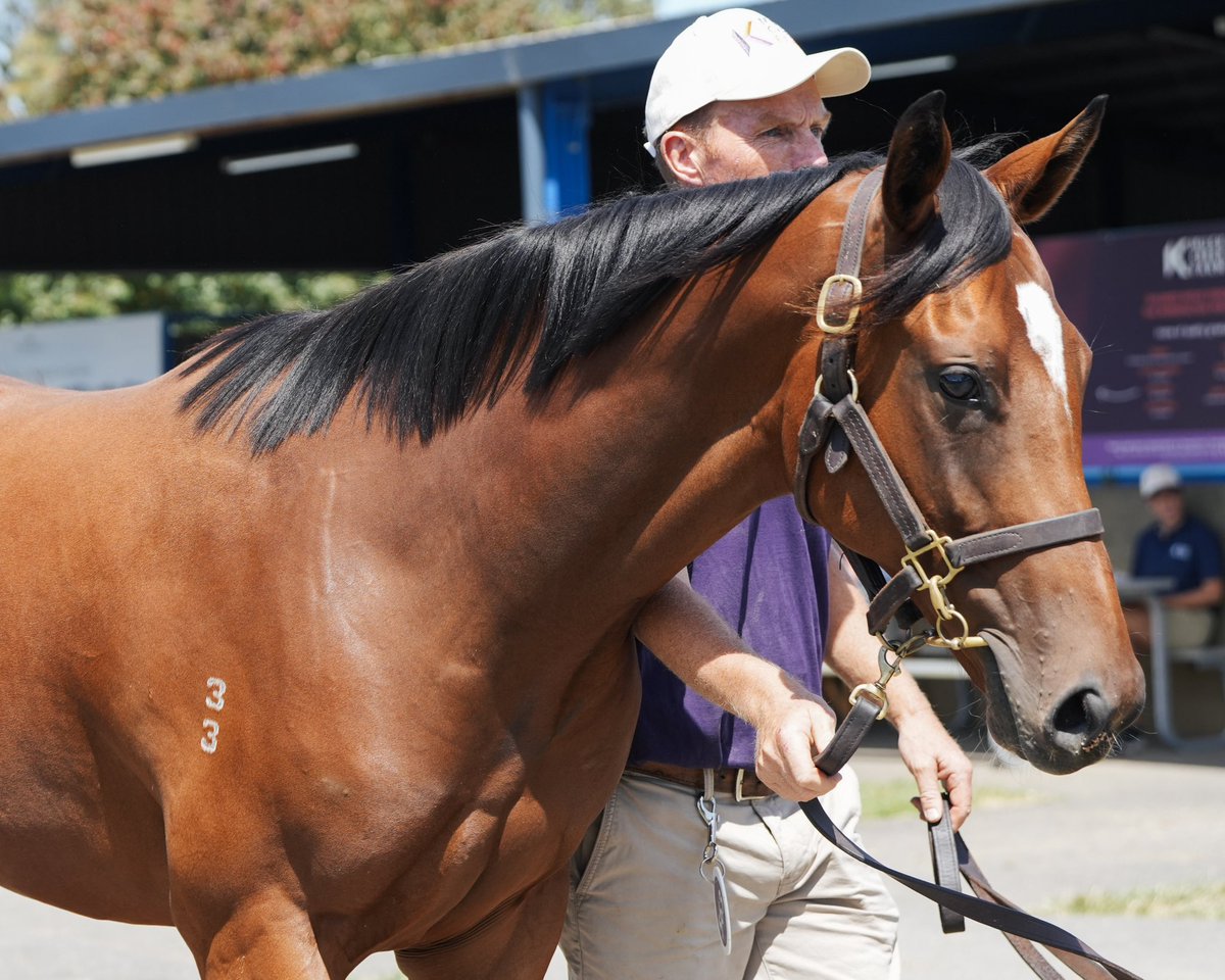 💎 Day 1 of the <a href="/inglis_sales/">Inglis</a> Premier Yearling Sale is here, and we’re looking forward to presenting three quality colts today:

Lot 14 – Snitzel x Aalaalune 
Lot 47 – Hellbent x Arriva Diva
Lot 73 – Pinatubo x Blackline

Bring it on!