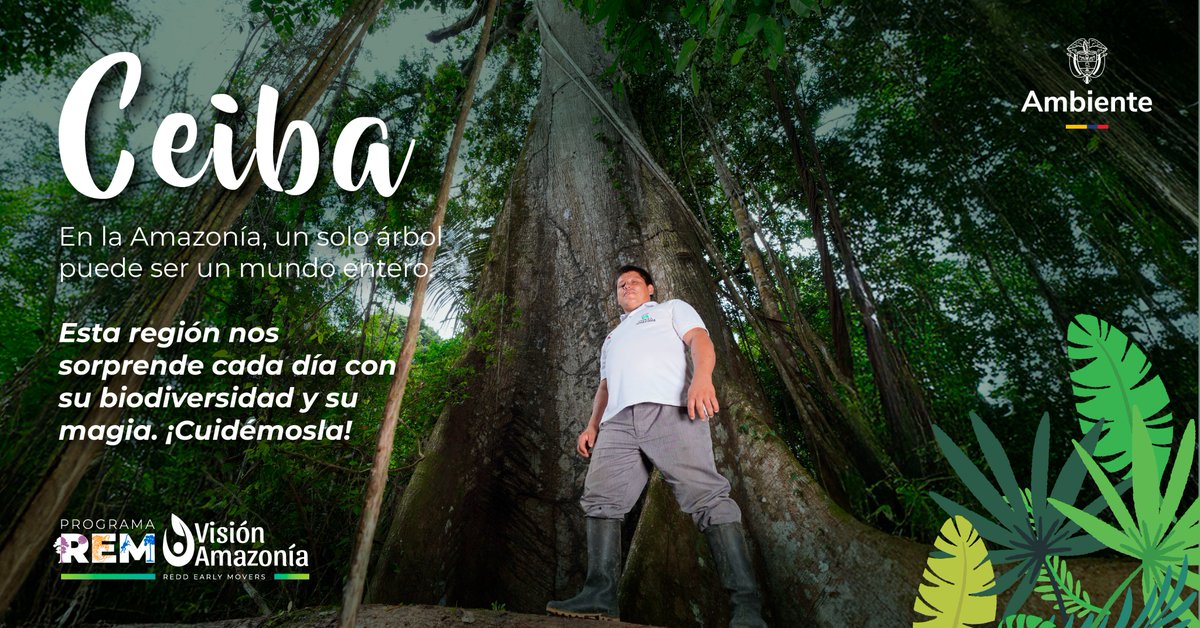 VisionAmazonia's tweet photo. En la profundidad de la selva amazónica, existe un árbol llamado "El Gigante de la Amazonía" (Ceiba pentandra), que puede alcanzar hasta 70 metros de altura y vivir más de 500 años. 🌳 https://t.co/CuAzOqI7MS