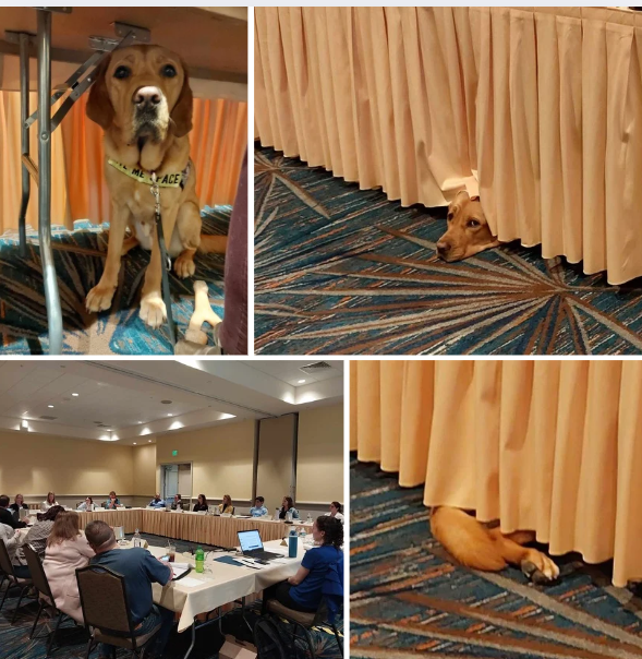 adiintl's tweet photo. Today we held a pre-conference workshop for our fabulous assessors. Our assessors are a vital part of ADI, visiting our candidates &amp; accredited members to ensure our standards are being met and helping organizations "be the best they can be". Spot the special guest! #ADITogether https://t.co/ZDH5fpnk0M