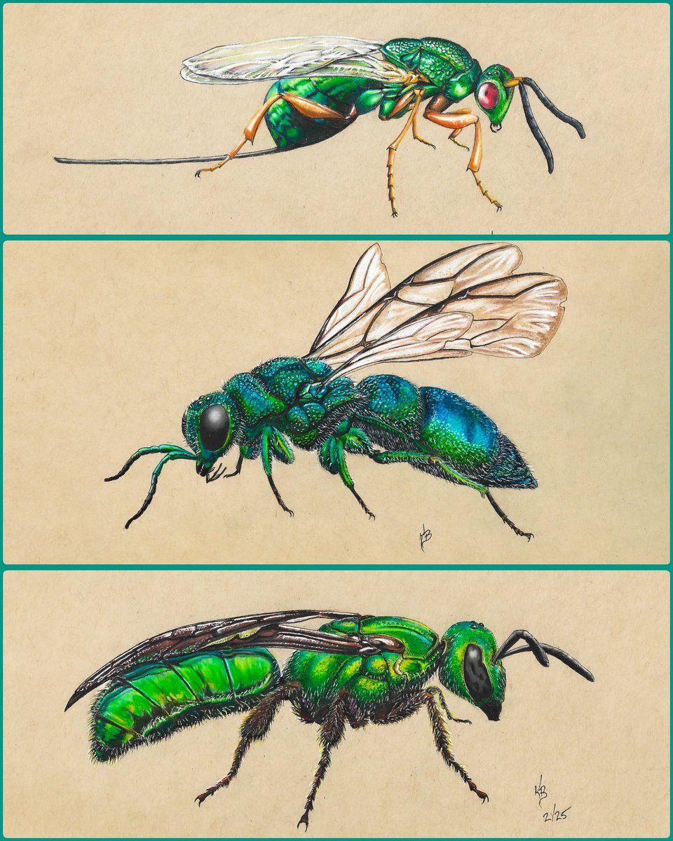 Here's some of my artwork! Metallic Green Hymenopterans! I've made these available as stickers in my Etsy shop! They're in limited supply, so come check them out while they're available! kbmacroart.etsy.com