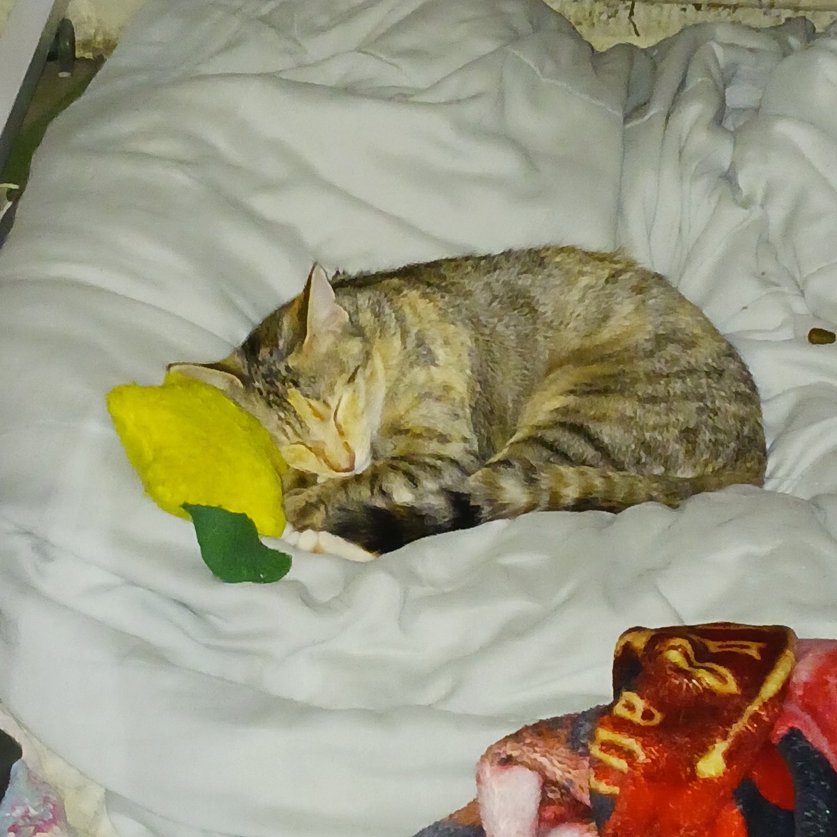 KaybleProvider's tweet image. ko-fi.com/nathanielb4591

Give a fuck?
SPARE A BUCK!!

all proceeds go towards keeping Buffy in QUALITY litter!