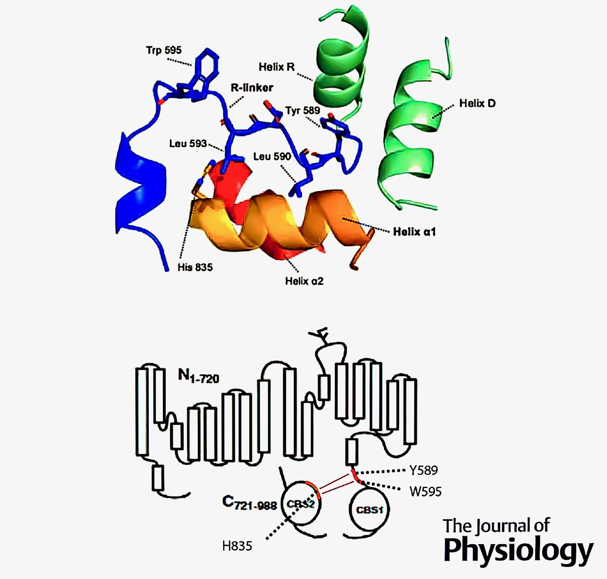 MetEngUSAL's tweet photo. Proud of our small contribution to this great work from Prof. Raúl Estévez’s group at IDIBELL – Inst. of Neurosciences, Univ. of Barcelona:
📰Identification of a crosstalk between ClC-1 C-terminal CBS domains and the transmembrane region
@JPhysiol
📌DOI: https://t.co/xlHixkaKZD https://t.co/uSs8aamlEf