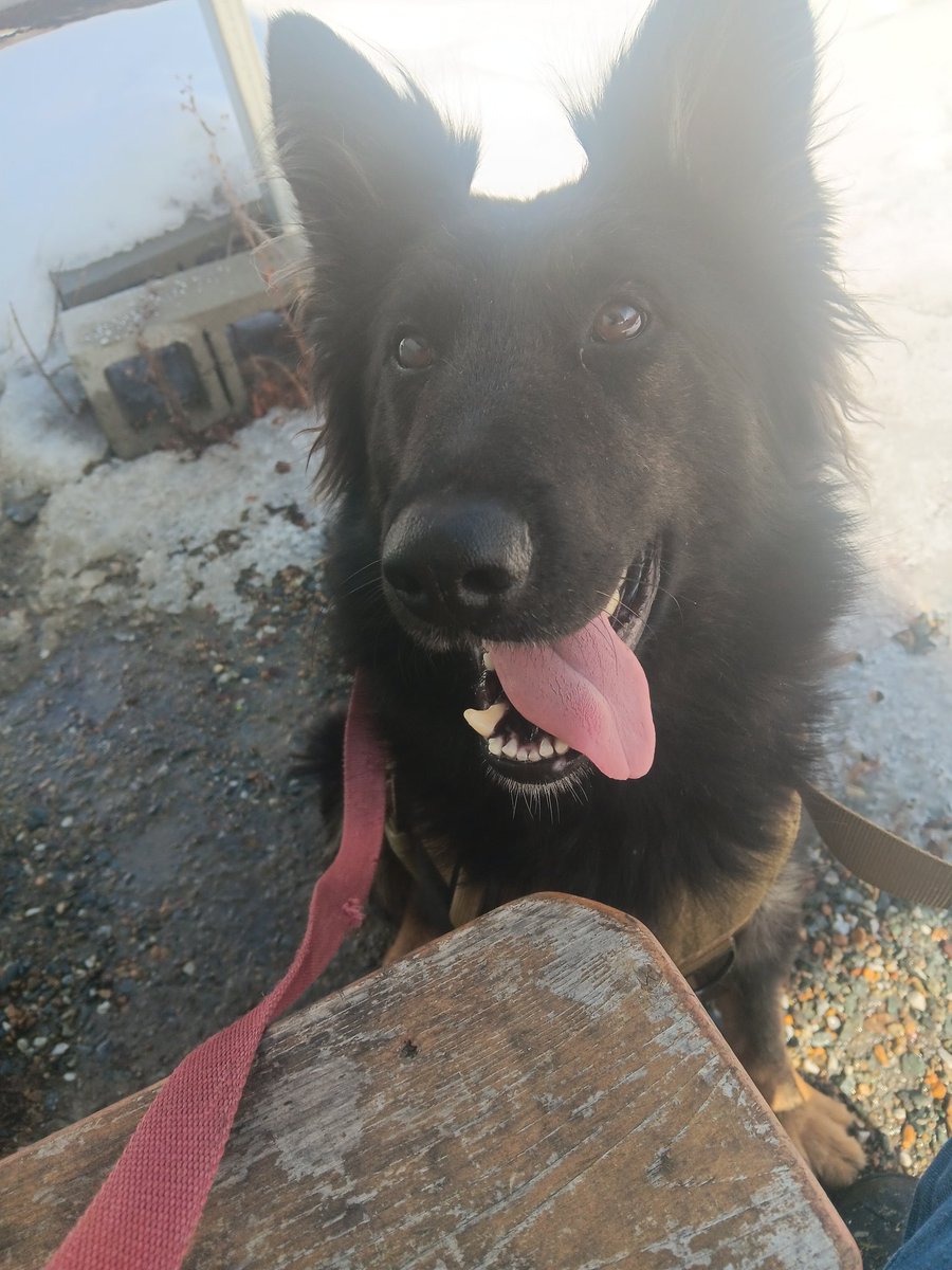 K9 Orlanda, off site work today!