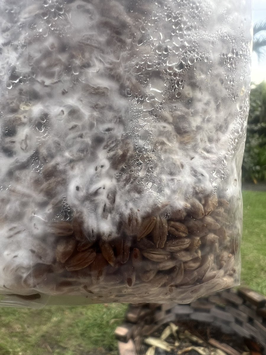 FullsendFungi's tweet photo. About 2 weeks in and ready for break and shake. #mushroomcultivation #grainspawn #mycologytwitter https://t.co/uVMZ8oNjSJ