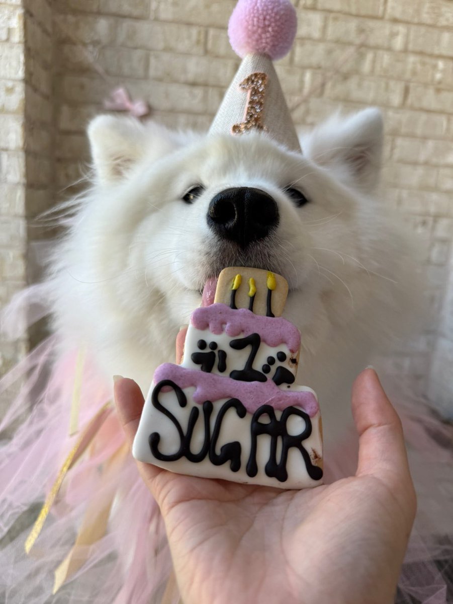sugar turned 1 🥳