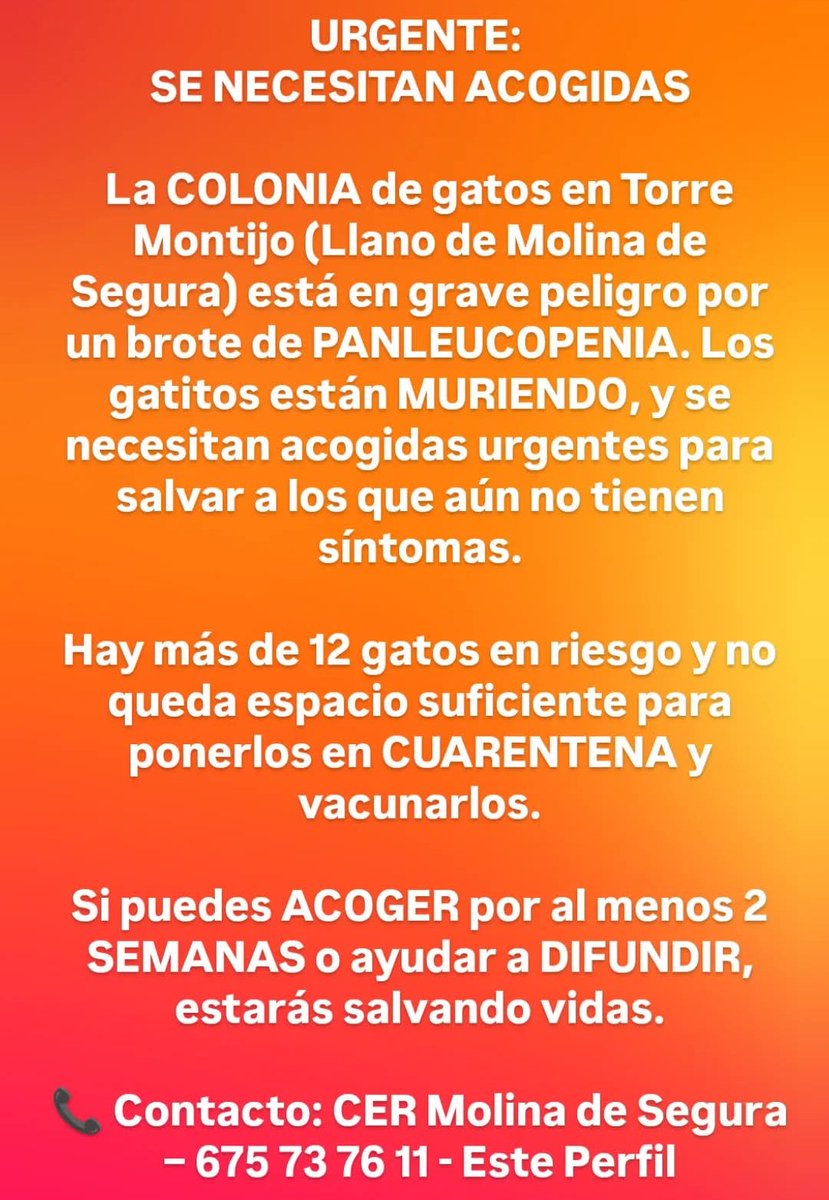 radicalshocker's tweet photo. URGENTE: Se necesitan acogidas de 2 semanas por brote de PANLEUCOPENIA en una colonia. 

Los gatos están muriendo. Hace falta aislarlos y vacunarlos. Solo necesitan ACOGIDAS temporales. No les queda espacio.

Contacto: CER Molina de Segura 675 73 76 11
#gatos #Murcia #protectoras https://t.co/DBcfAUiAjv