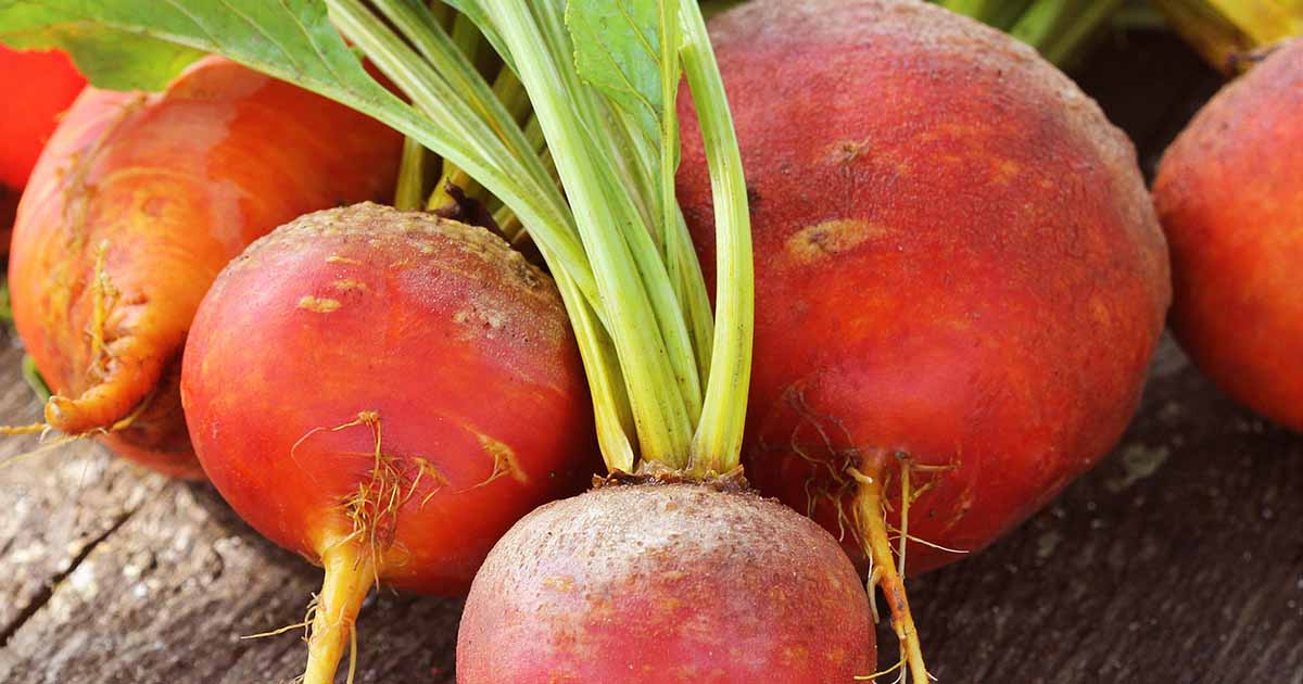 Gardeners_Path_'s tweet image. Tips for Growing Golden Beets - Red is good, but gold is better. Golden beets are sweet, less earthy, and downright pretty. Learn all about growing these tasty root veggies now on Gardener's Path. #rootvegetables #gardening #gardeningtips gardenerspath.com/plants/vegetab…