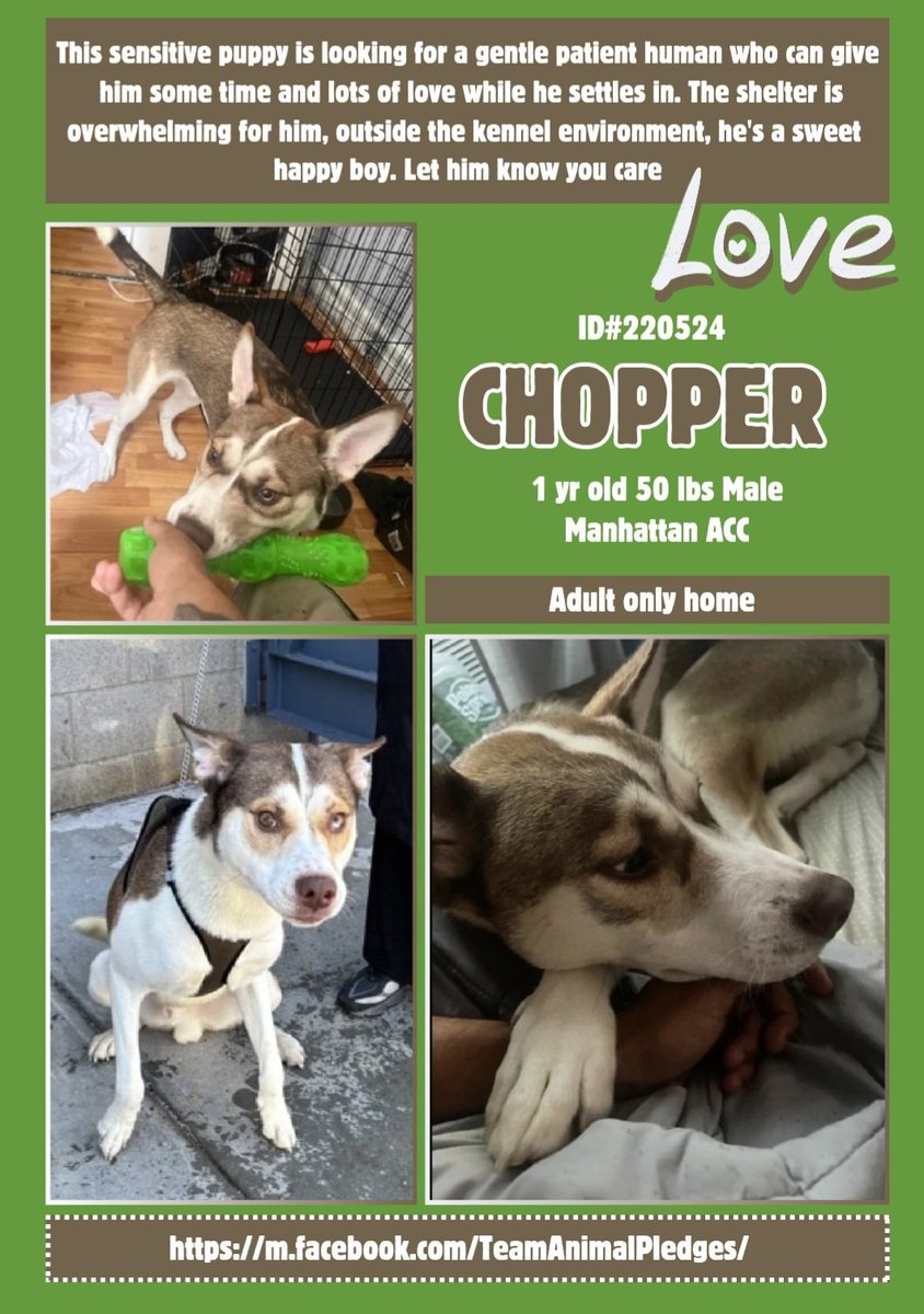 anja_brckner3's tweet image. Beautiful #Husky mix #Chopper is #unable to #Cope with #NYCACC 's kennels 😟 

He's a #NewIntake at #ManhattanACC and needs #someone who #understands his #feelings and his #needs 💚

Please #foster or #adopt or #pledge for #Rescue 🙏🏻

nycacc.app/#/browse/220524