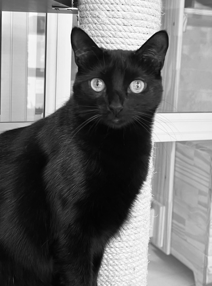 Animalunos tweet media