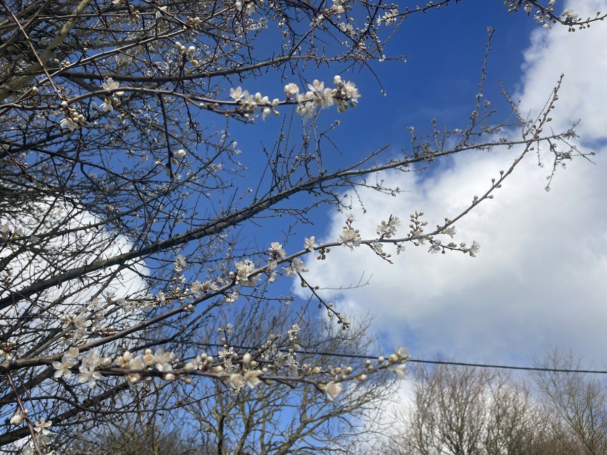 AngelikaHTCG's tweet image. It’s #March1st  #MeteorologicalSpring ♥️☀️ … Cherry Plum blossoms 🤍