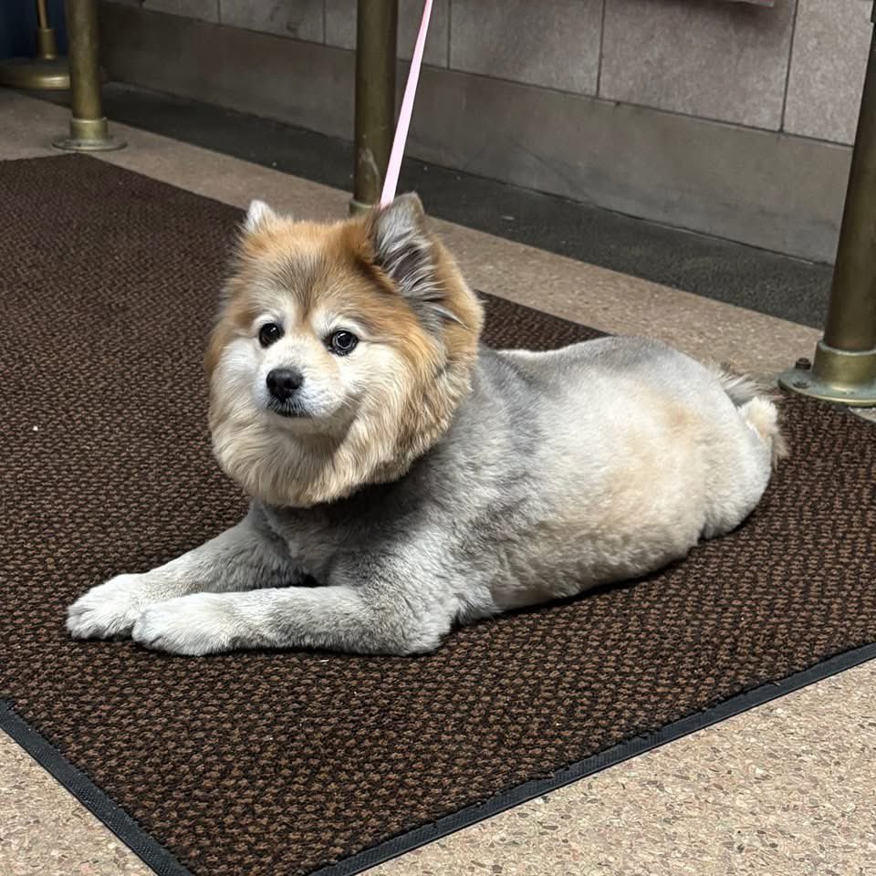 🐶FOUND DOG ALERT🐶

This apex predator was found near 440 North Broadway.   Officers Doblado and Liberatore were able to tame this little beast, and get her to the Yonkers Animal Shelter.  We're calling her "Nala" for now.  If anyone knows this pup's family, please have them