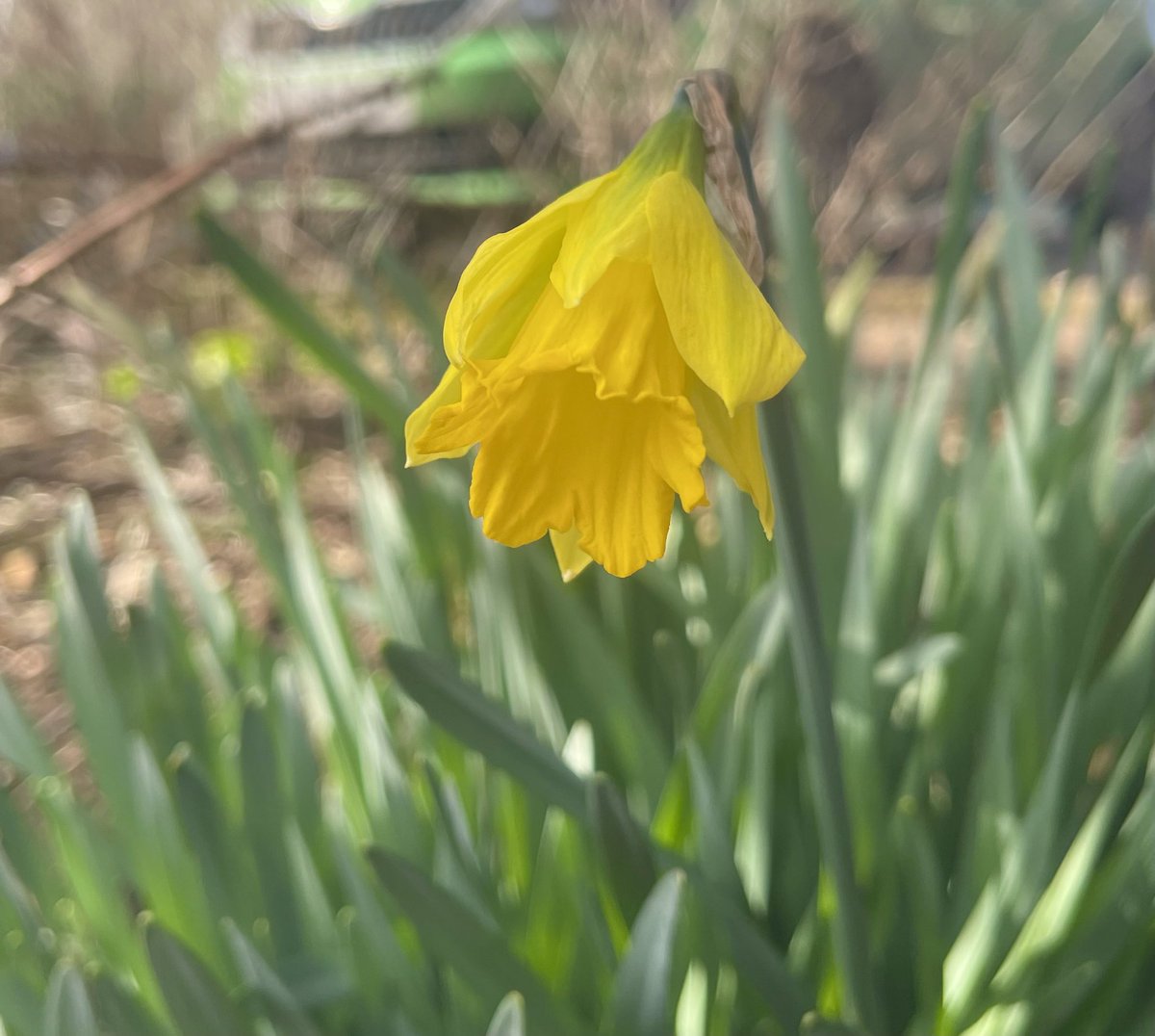 AngelikaHTCG's tweet image. The first #daffodil in the #garden 💛 #MeteorologicalSpring