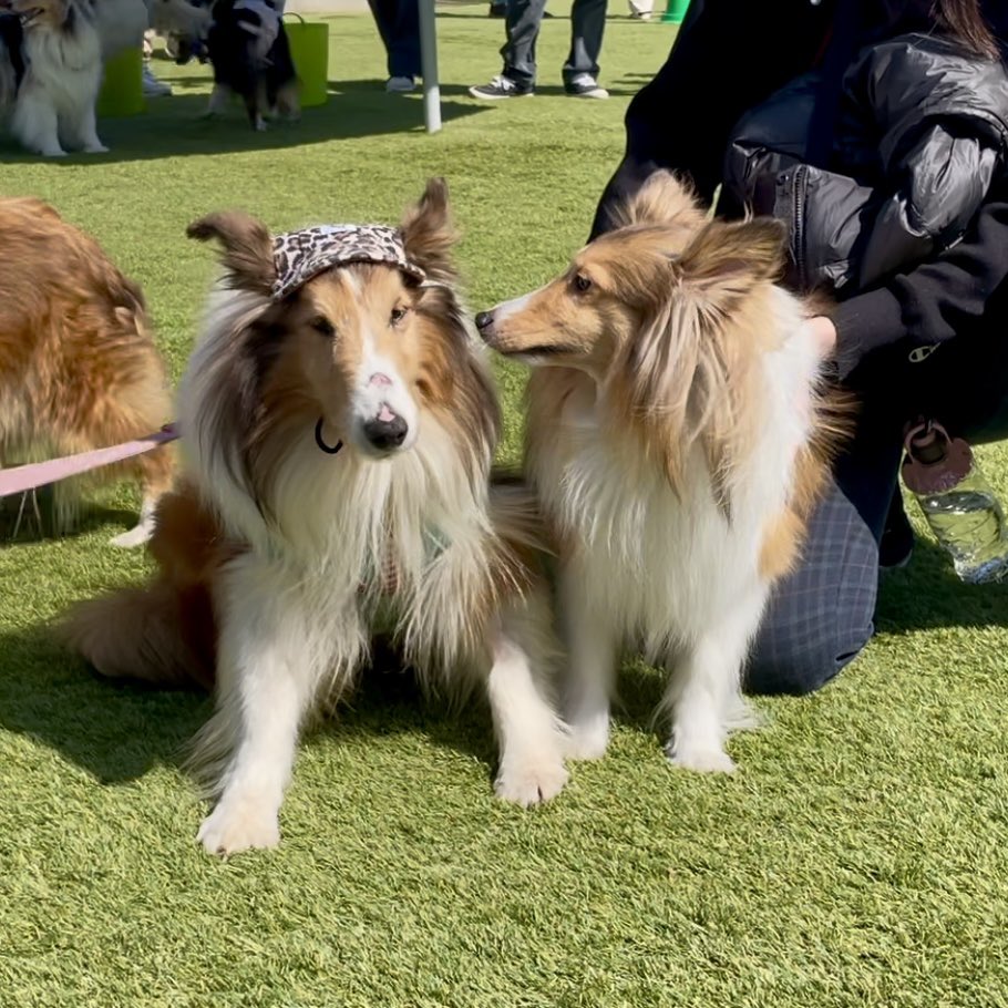 実家に帰省したモネちん
パパに会えました

#かわいい子犬屋さんドッグラン