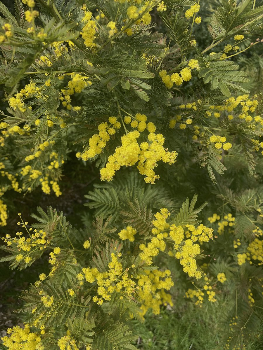 AngelikaHTCG's tweet image. Acacia Dealbata #Mimosa in full flower 💛 #MeteorologicalSpring