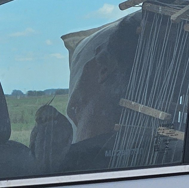 Yendo a pinamar nos cruzamos con un chad que iba con su cacatúa en el hombro cuál pirata