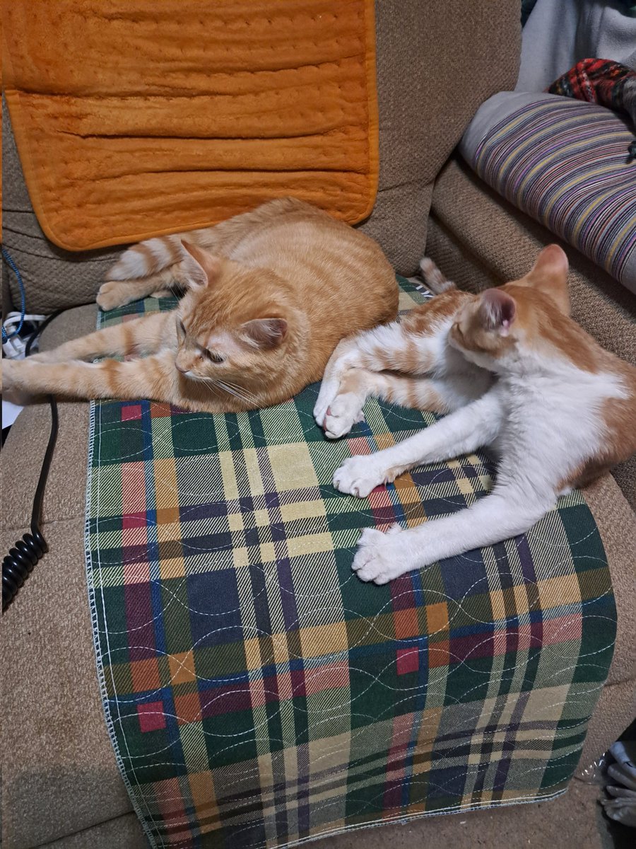 SpuriousSnail's tweet photo. @Lancy_is_not you and me both LOL (cat tax) https://t.co/yWlO63mjbs