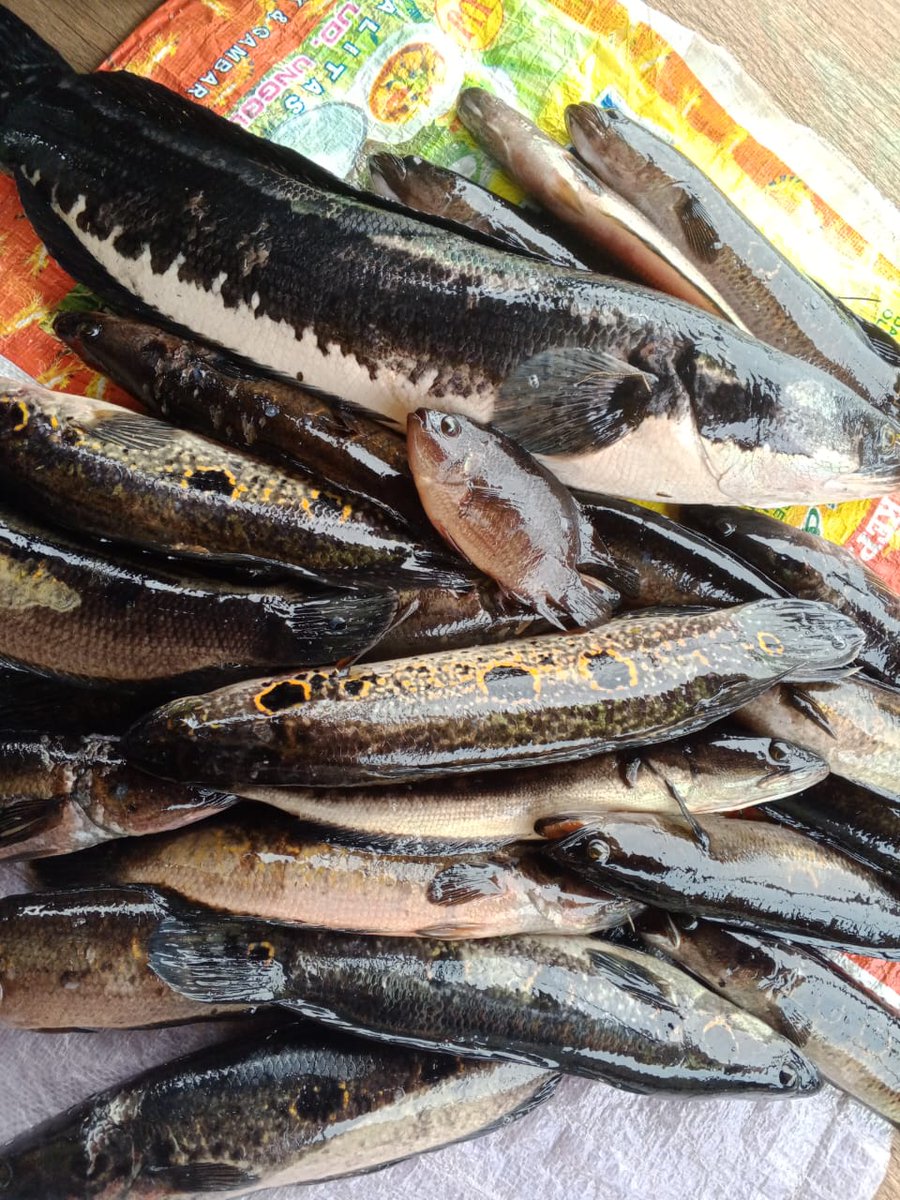 Penyu7satu's tweet photo. Sabtu (1/2/2025), R Yana Perdana Kusumah, Luhkan Kab Sukamara, di KUB Sehati kita Bersama, Desa Pulau Nibung, Melaporkan tangkapan Ikan kerandang &amp; Toman, Gill Net, Februari 2025, Sebanyak 12 kg &amp; 3 kg, harga 25.000/kg.
#GiatLuhkanSatminkalGONDOL 
#Sukamara 
#Tangkap https://t.co/ZDIlEOUDWC