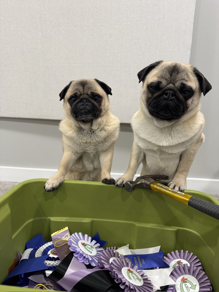 IgorPugDog's tweet image. Mom has a plan ….

#diyproject

#pug  #saturdayvibes