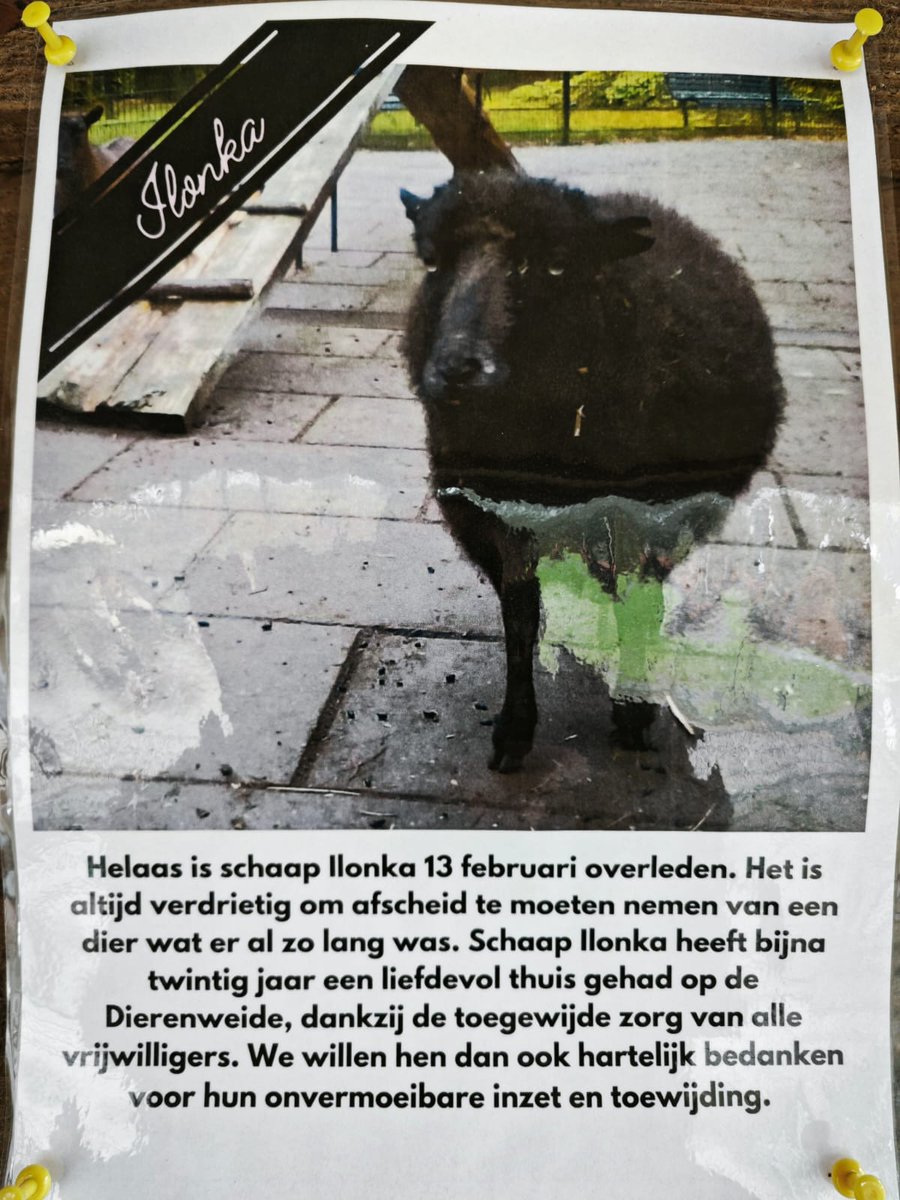 dierenweide's tweet photo. @AlicevanDrie Zij is oud geworden. 
Maar de overige schaapjes staan achter een hek van iets meer dan 1 meter hoog.
Hoe lang nog? 🐺
Hoe moeten wij (vrijwilligers) de dieren veilig houden?
Geld voor een hoger hek is er niet.
Iedere avond met 2 man schapen vangen (stress!) om ze op te sluiten? https://t.co/zUifLgxl0K