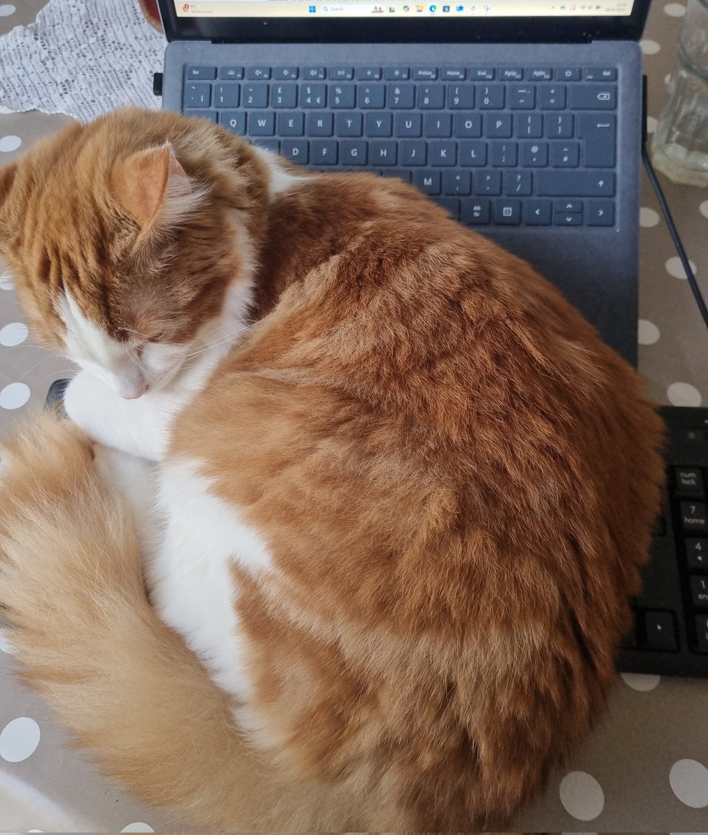 takkth's tweet photo. @feral_fairy_fae Oomfie do we have the same cat 😭 https://t.co/RXIv78aB1P