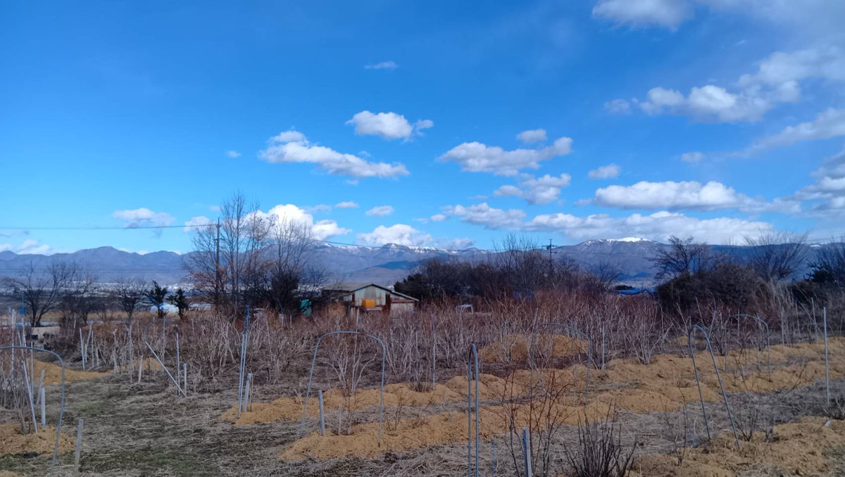 上高地ブルーベリー園では、ブルーベリーの剪定が終わりを迎えつつあります！春まであと少し。ブルーベリーの芽が膨らんできました。