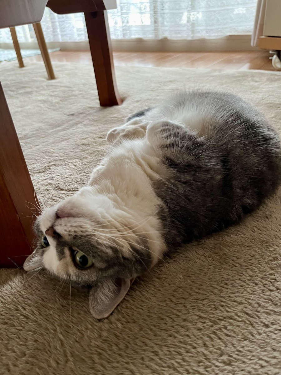 たま〜に転がってるややセンパイ