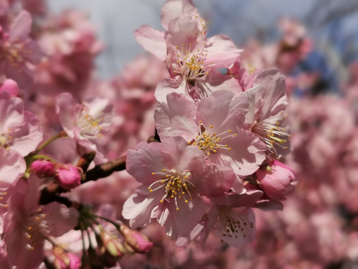 p30pro_yuuichi's tweet image. 春か #スマホ写真 #p30pro #無修正