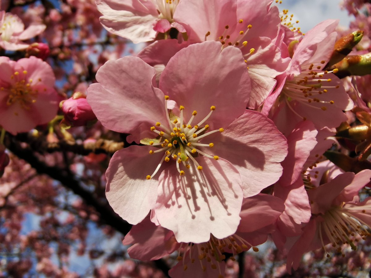 p30pro_yuuichi's tweet image. 春か #スマホ写真 #p30pro #無修正