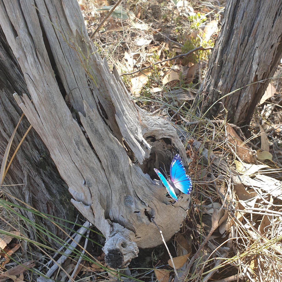 BIGLittleEvent's tweet photo. #geocaching #biglittleevent 

Another one of our BIG Little Event geocaches with a butterfly theme.

Come join the fun Easter 2026 Big Little Event Edenhope Victoria Australia. https://t.co/g6fM1bVNcz