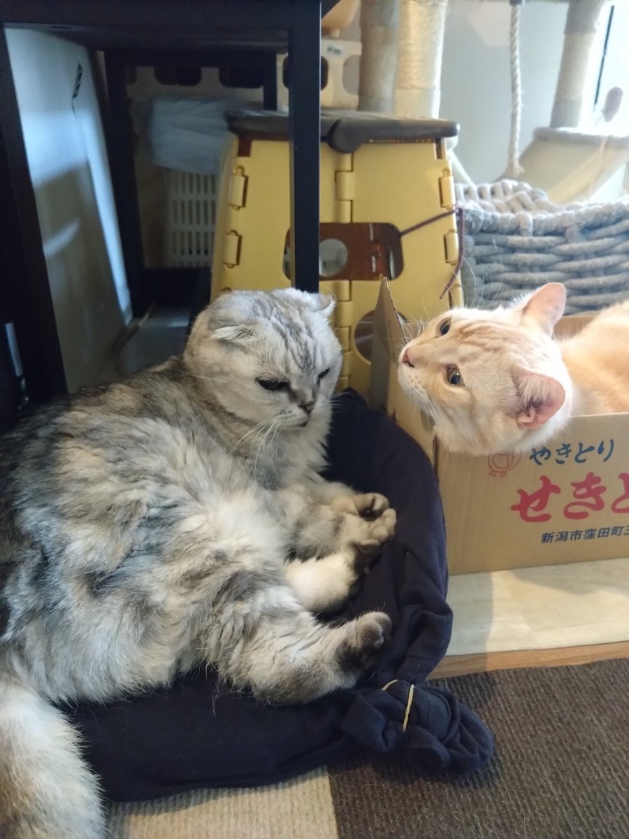 okav.com | パコパコママ 030723_808 ぶりっ子な四十路おばさん.nvy