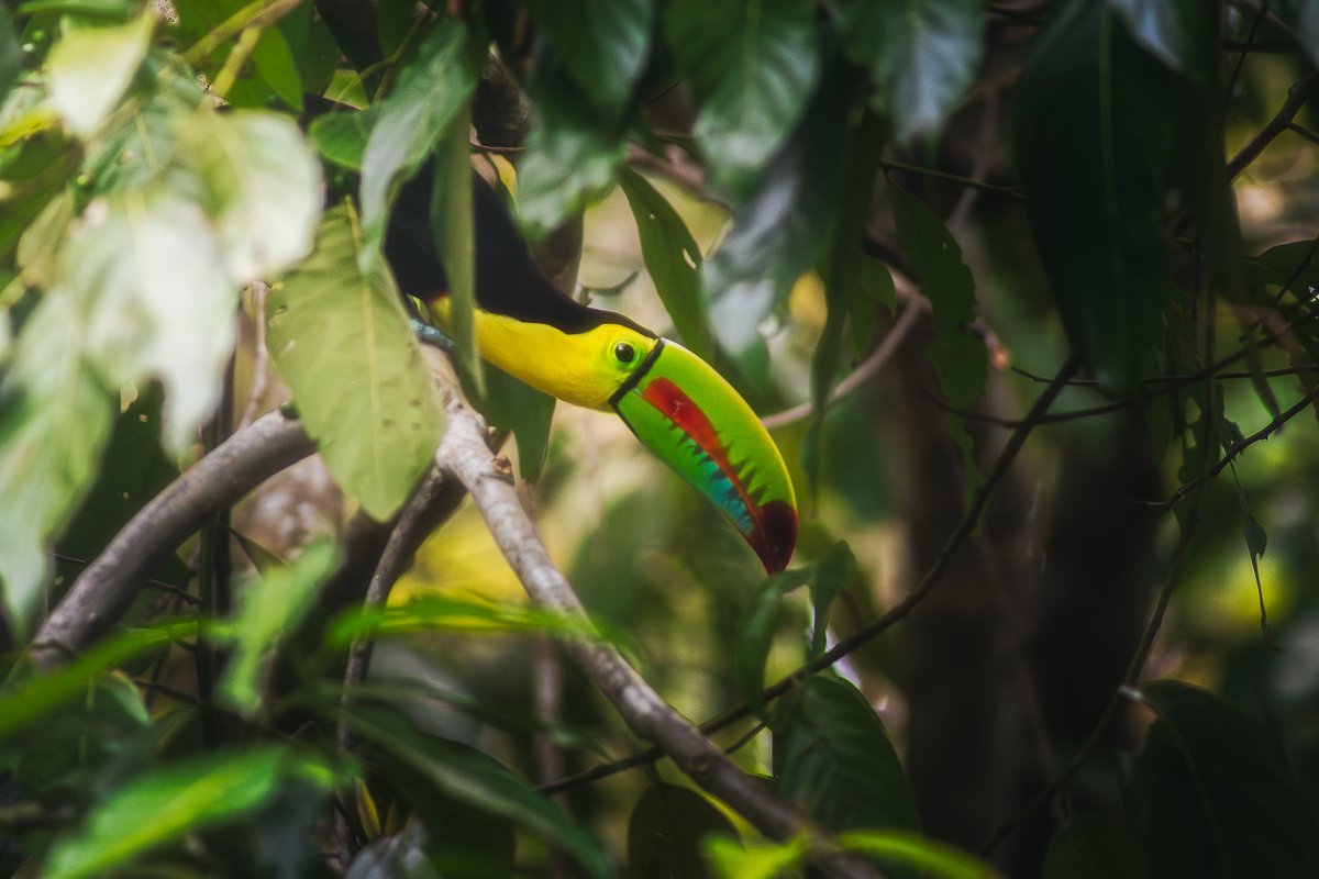 JuanDQuintero01's tweet photo. Un, dos y tres por el Tucán!
Triganá, Chocó
Tucán Pico Canoa
(Ramphastos sulfuratus) https://t.co/zpX1WIrfoi
