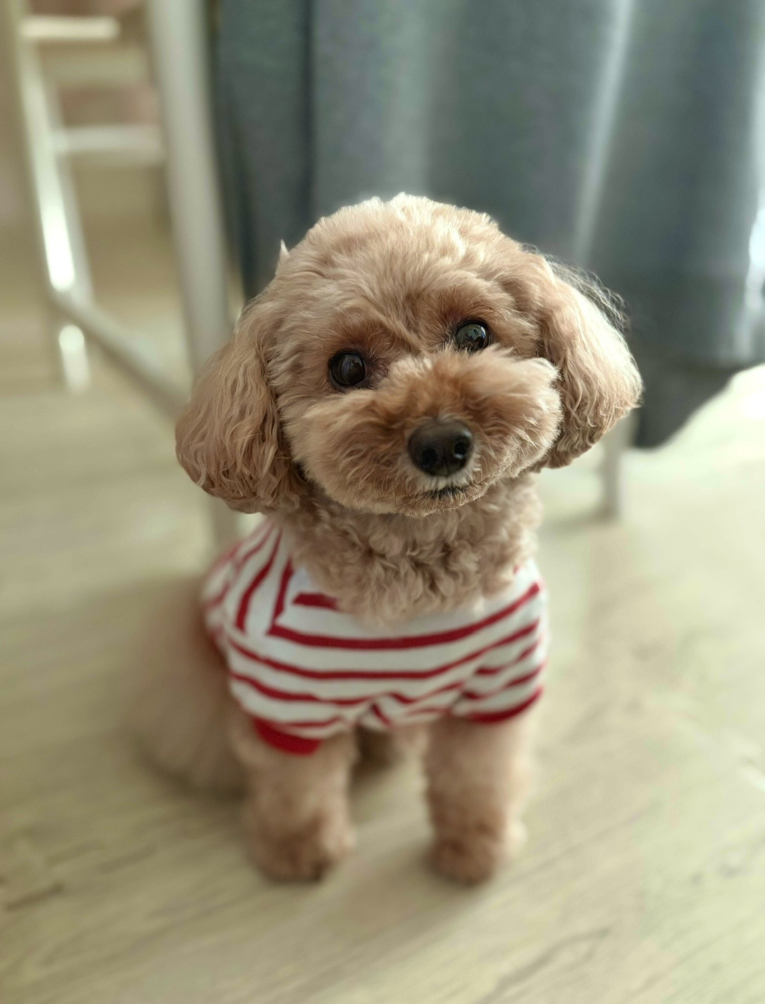 non  ꒡̈⃝Lily꒡̈⃝犬服ハンドメイド 大変お待たせいたしました🙇‍♀️ 発送させて頂きましたので